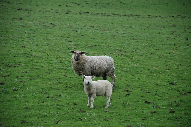 Free Sheep Lamb photo and picture