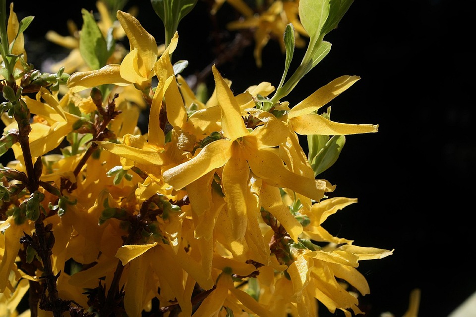 Broom Gorse Blossom Yellow Close Free photo on Pixabay Pixabay