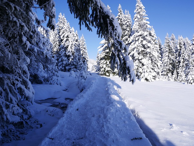 Free Winter Snow photo and picture