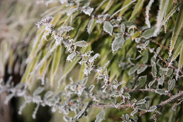Free Bush Icy photo and picture