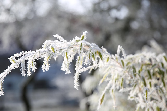 Free Branch Icy photo and picture