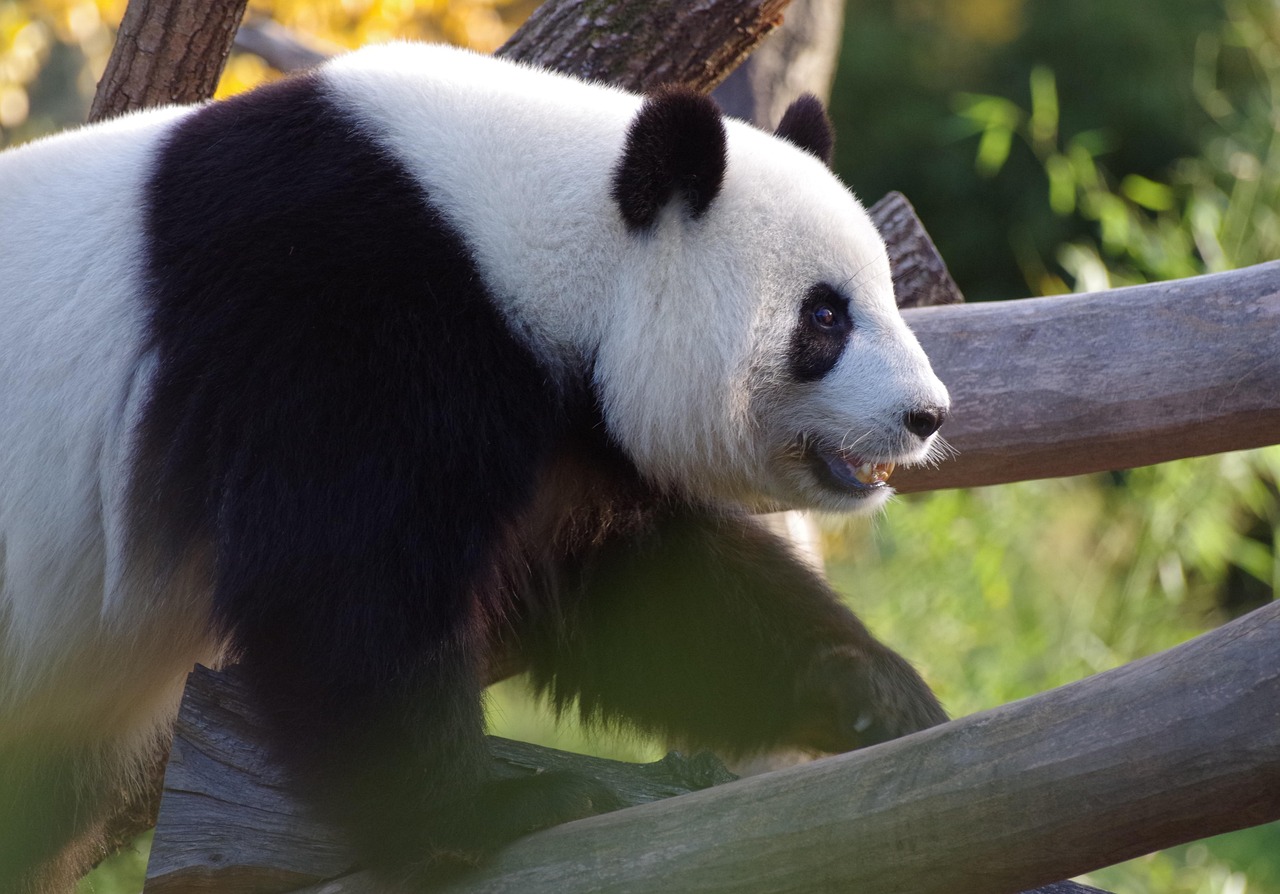 2 000 Kostenlose Pandab r Beim Fressen Und Pandab r Bilder Pixabay