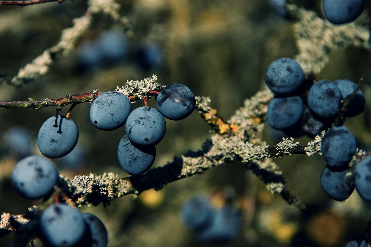 200+ Free Blackthorn & Nature Images - Pixabay