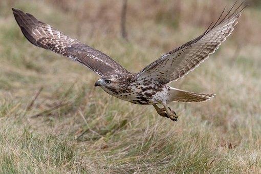 hawk images pixabay download