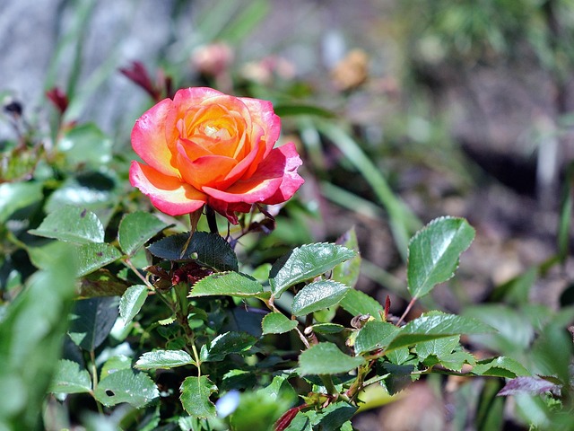 Free Flower Pink photo and picture