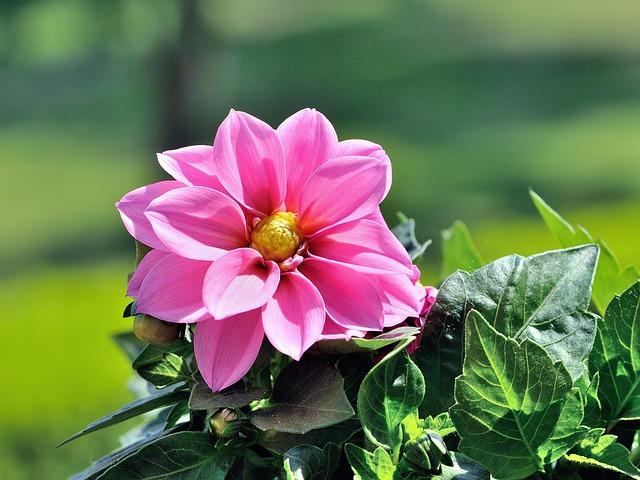 Free Flower Beautiful Flowers photo and picture
