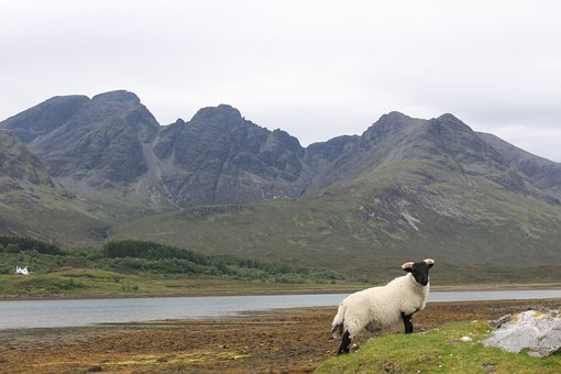 Escócia, Skye, Ovelha, Panorama, Lago