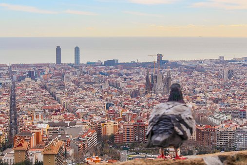 Barcelona, Sagrada Familia, Paloma, Bcn