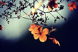Flower, Branch, Twig, Autumn Color