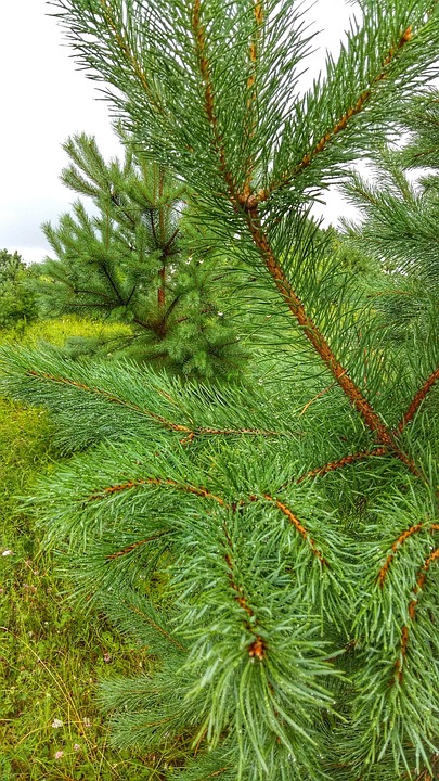 Pin, Nature, Plante, Forêts, Arbres, Paysage