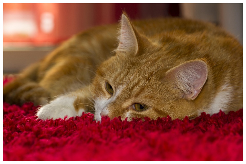 Фото Красных Котов