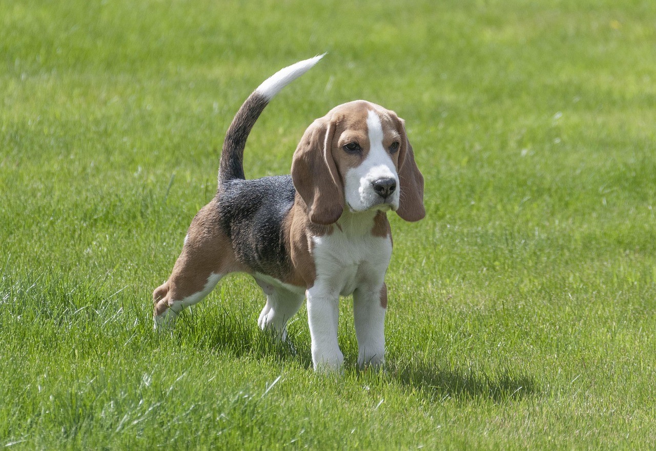 10 000 Free Beagle Puppy Beagle Images Pixabay