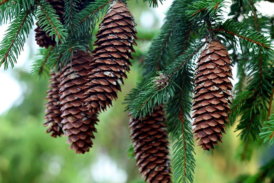 Christmas Trees Have Cones And Needles Which Makes Them