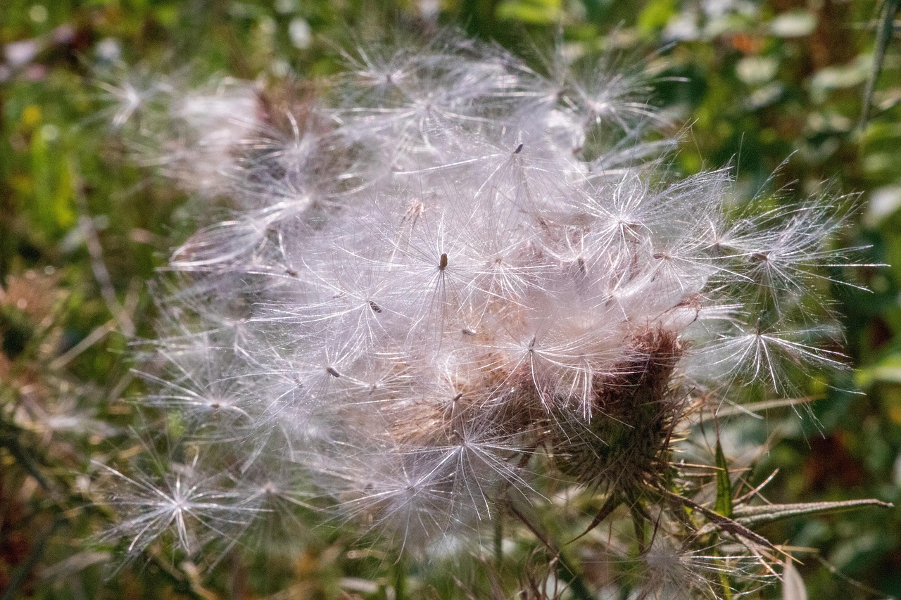 植物 种子 关闭 - Pixabay上的免费照片 - Pixabay