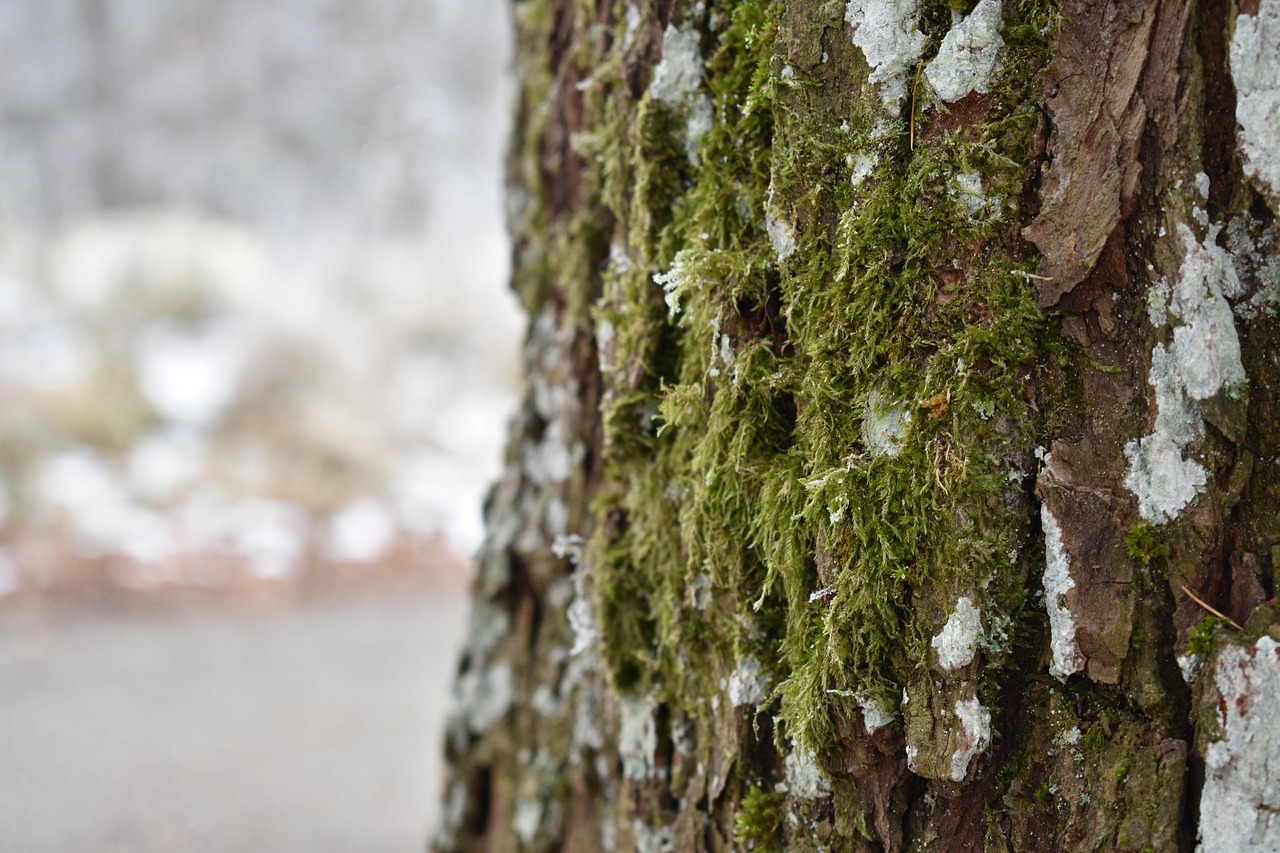 木 雪 冬 - Pixabayの無料写真 - Pixabay