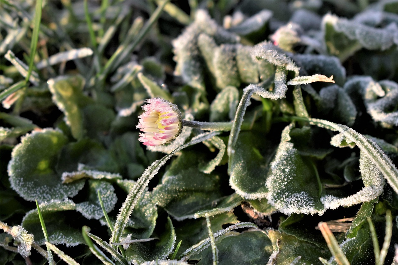 Flower Frozen Meadow - Free photo on Pixabay - Pixabay