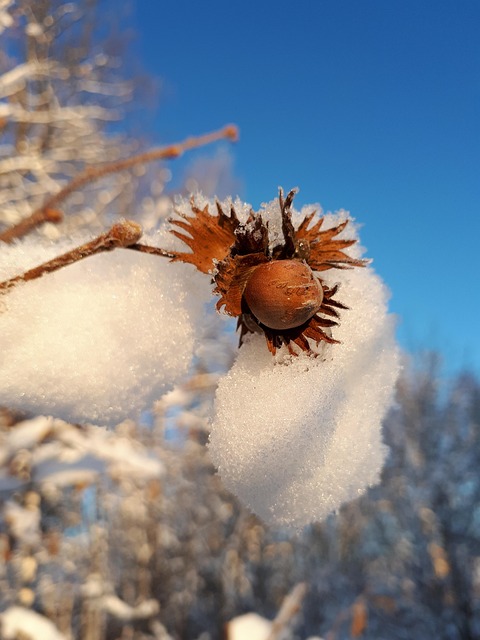 Free Winter Nut photo and picture