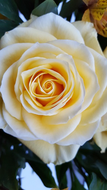 Free Rose Creamrose photo and picture