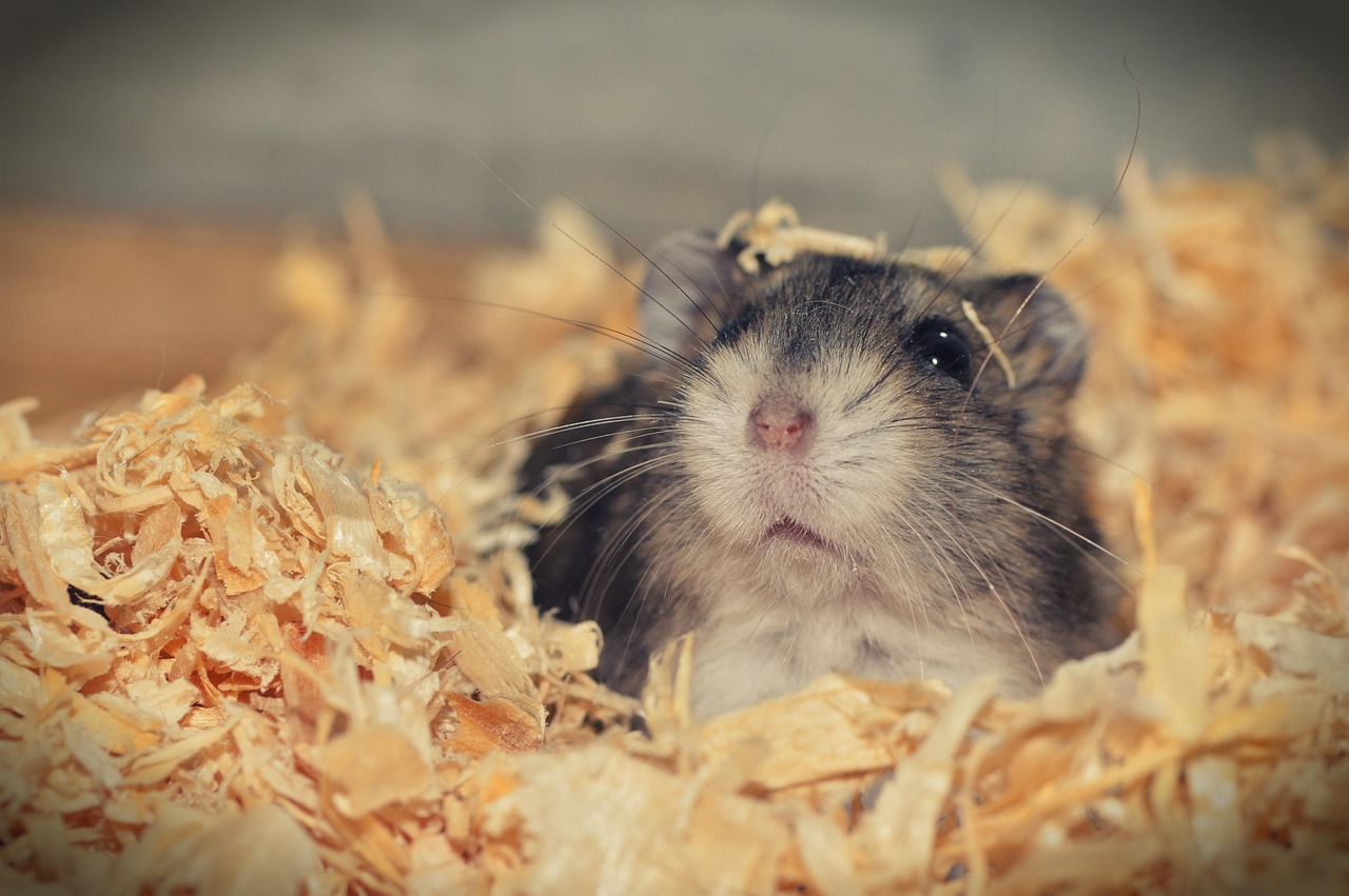 100 000 Free Hamster Cute Pictures Hamster Images Pixabay