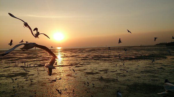 Free Bird Gull photo and picture
