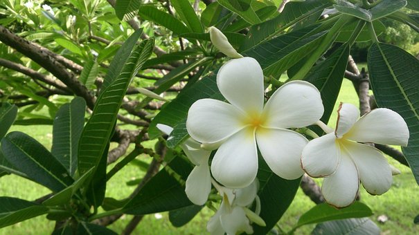 Free Flower Frangipani photo and picture