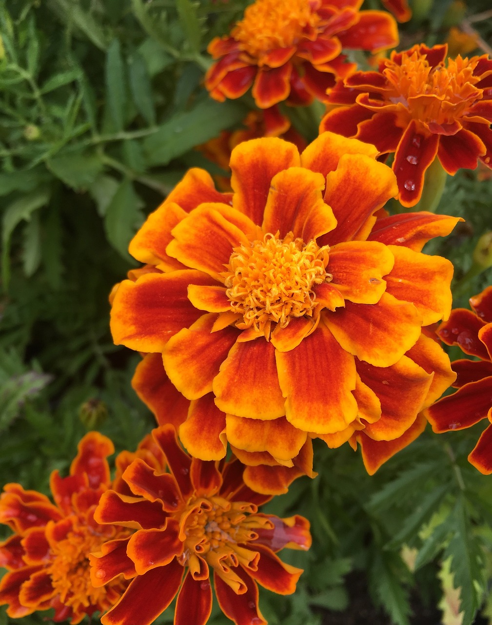 Carnation Flowers Orange Red - Free photo on Pixabay - Pixabay