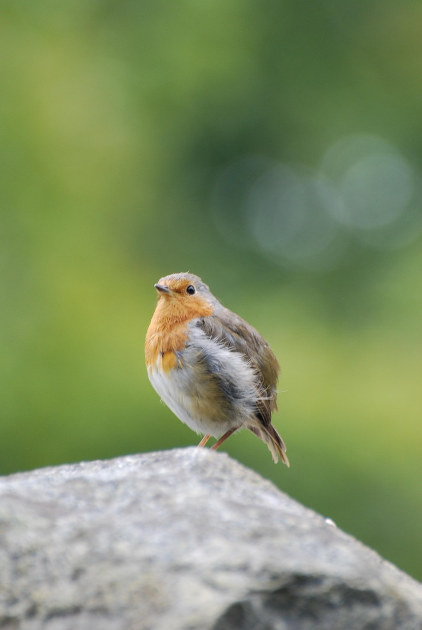 Robin Junge Felsen - Kostenloses Foto auf Pixabay - Pixabay