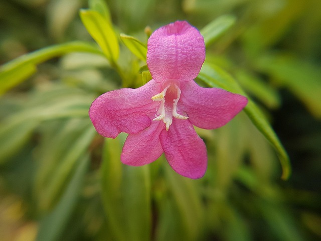 Free Pink Flower photo and picture