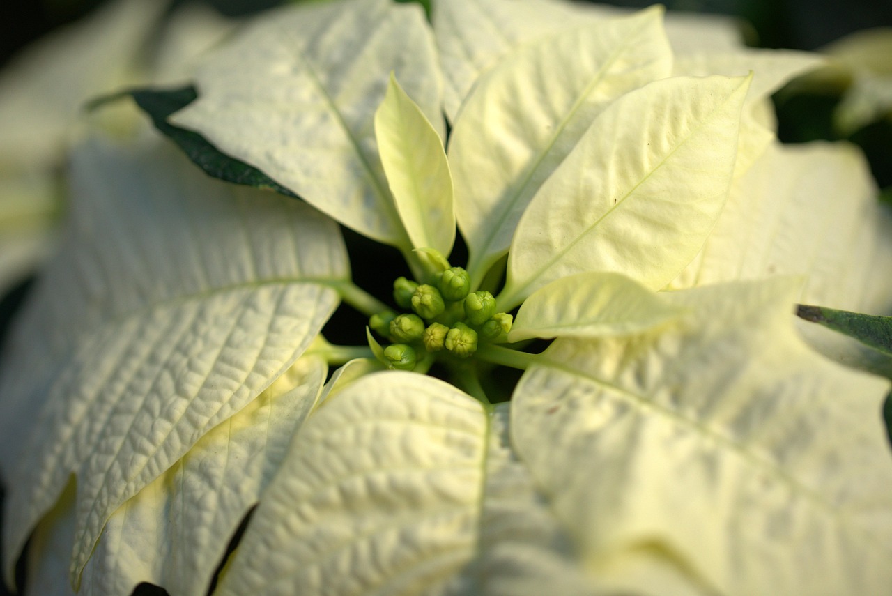 Christmas - free online jigsaw puzzle photo