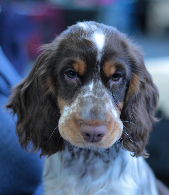 Free Puppy Dogshow photo and picture