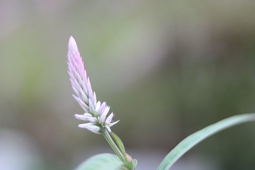 Free Macro Nature photo and picture