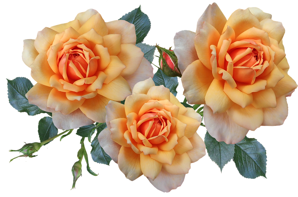 Roses Fragrant Flowers Free photo on Pixabay Pixabay