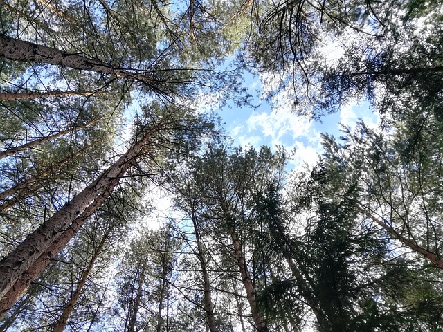 Bäume, Himmel, Sommer, Wolken, Wald