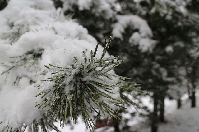 Free Fir Trees Snow photo and picture