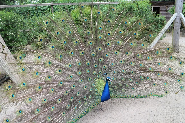Free Peacock Wheel photo and picture