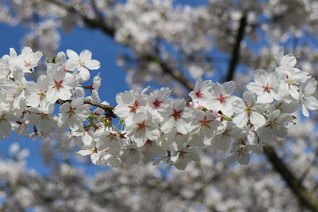 Free Cherry Blossom Nature photo and picture