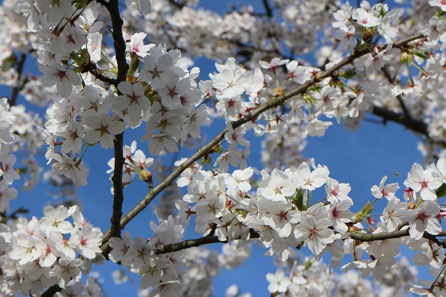 Free Cherry Blossom Nature photo and picture