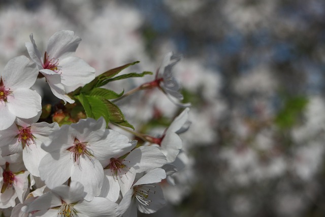 Free Cherry Blossom Nature photo and picture