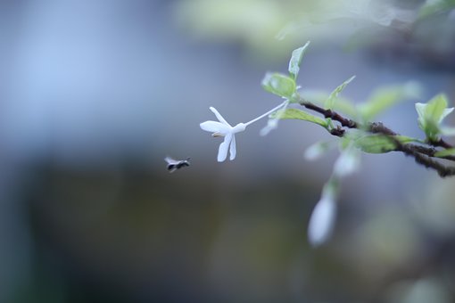 Free Garden Outdoor photo and picture