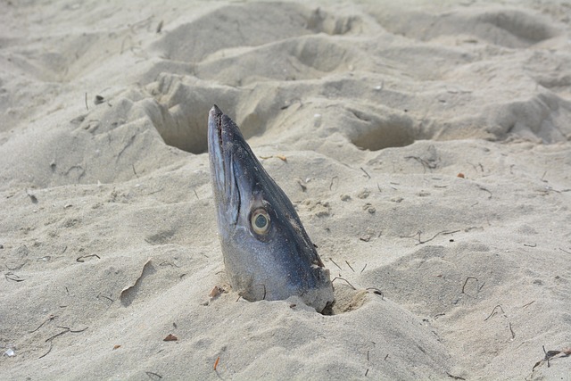 Free Fish Head Beach photo and picture