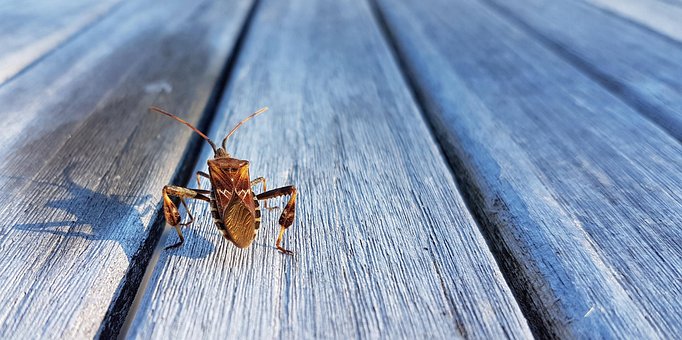 Free American Pine Bug Bug photo and picture