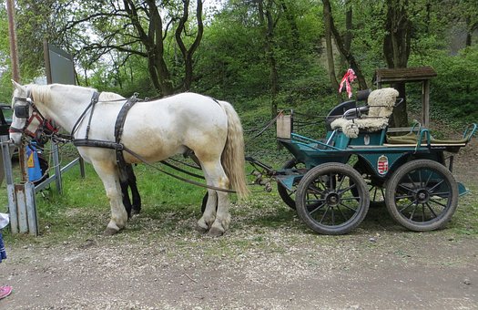 Free Horse-Drawn Carriage Horse photo and picture