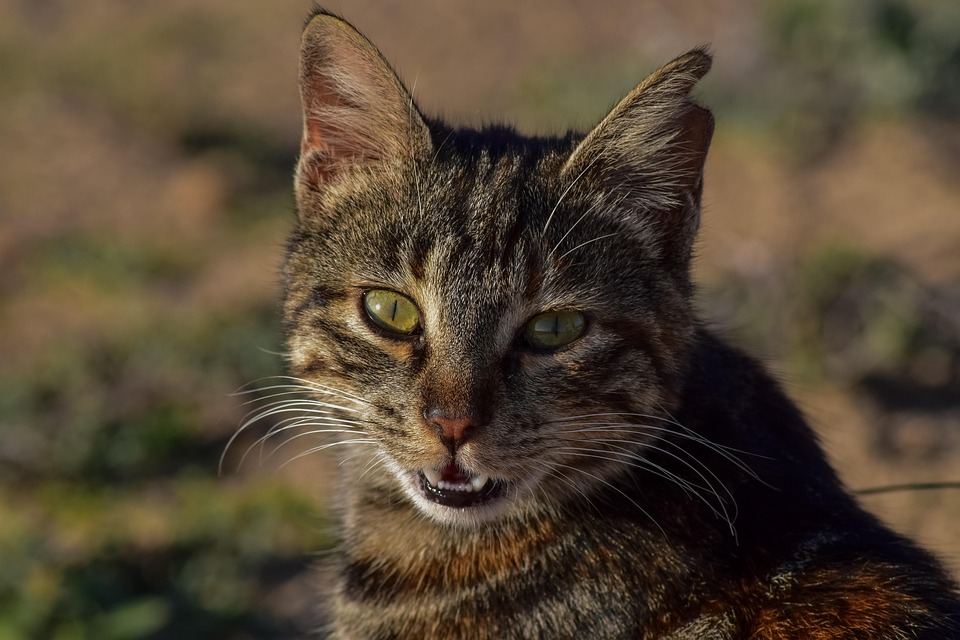 Tigerstar of ThunderClan/ShadowClan