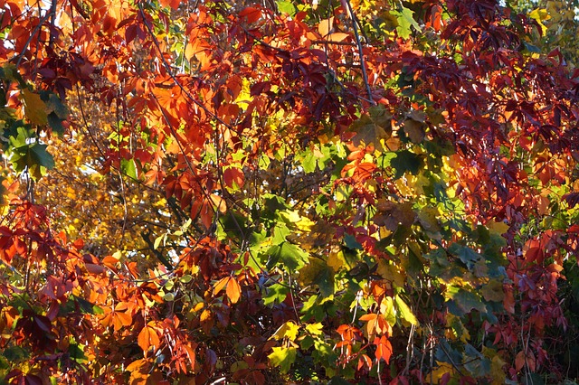 Herbst, Blätter, Laub, Herbstlaub