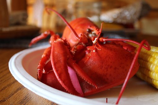 Langosta, Comida, Fruto De Mar, Maine