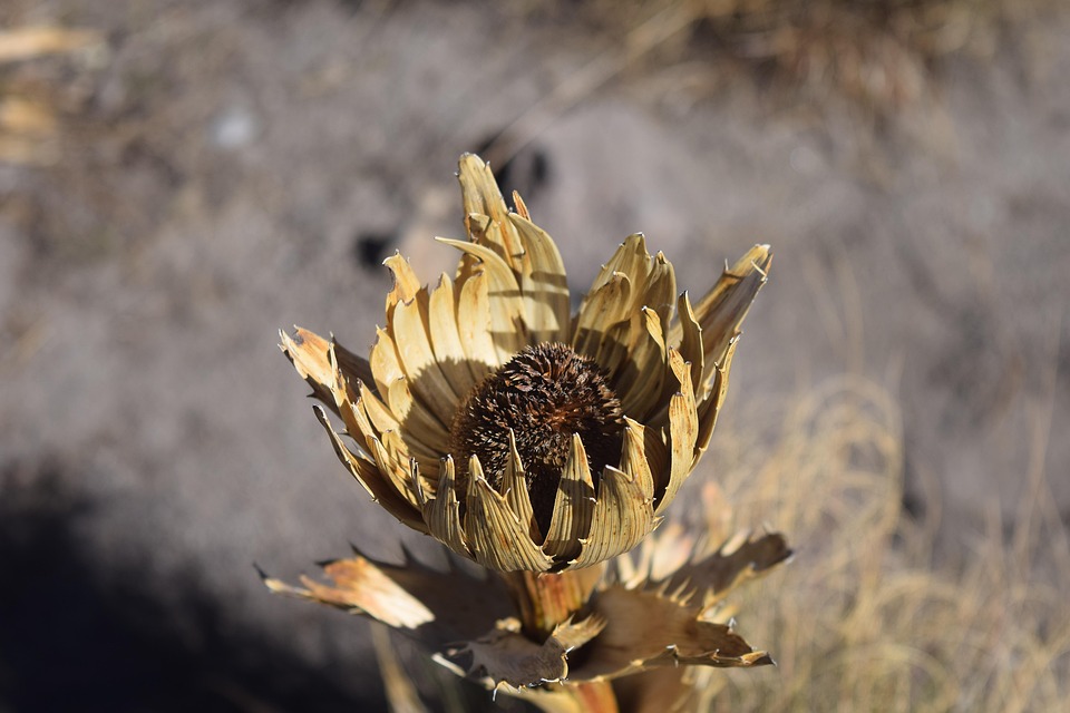 Fiore Secco Pianta - Foto gratis su Pixabay