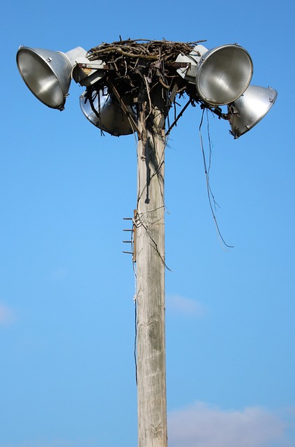 Free Osprey Nest photo and picture