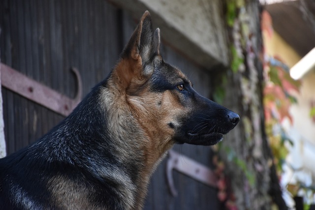 Free Dog Pet photo and picture