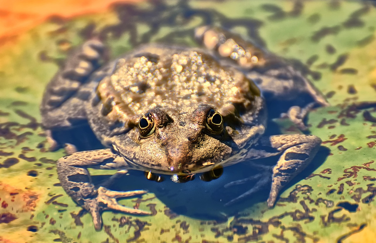 Frog - free online jigsaw puzzle photo