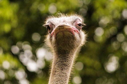 ostrich images pixabay download